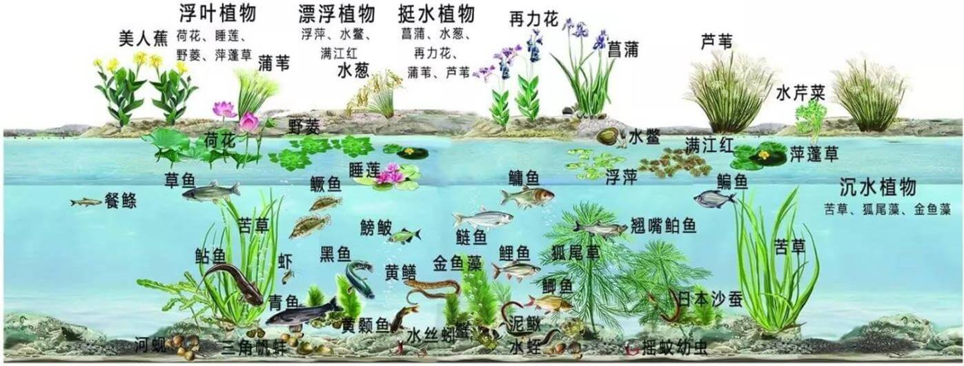 景觀水體、湖泊等生態(tài)修復(fù)解決方案